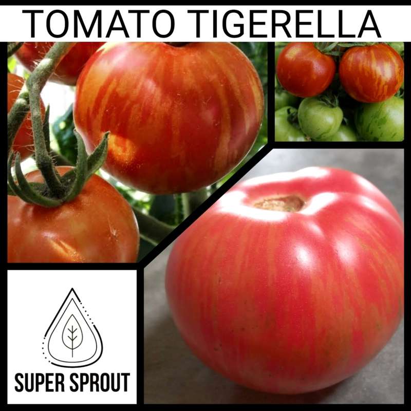TOMATO ATOMIC FUSION x 15 organic seeds