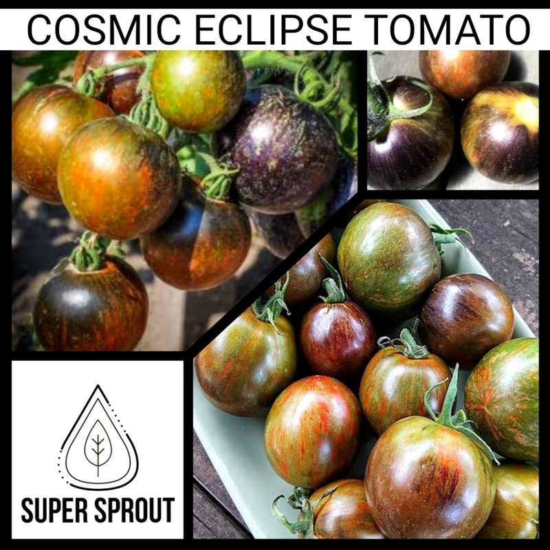 TOMATO ATOMIC FUSION x 15 organic seeds