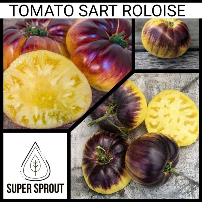TOMATO ATOMIC FUSION x 15 organic seeds