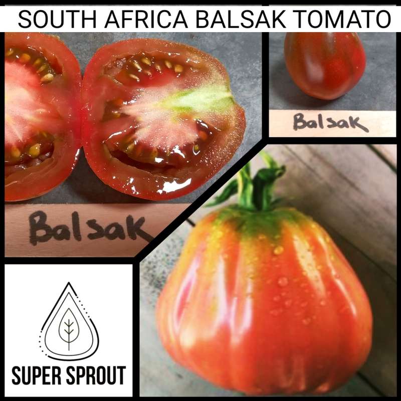 TOMATO ATOMIC FUSION x 15 organic seeds