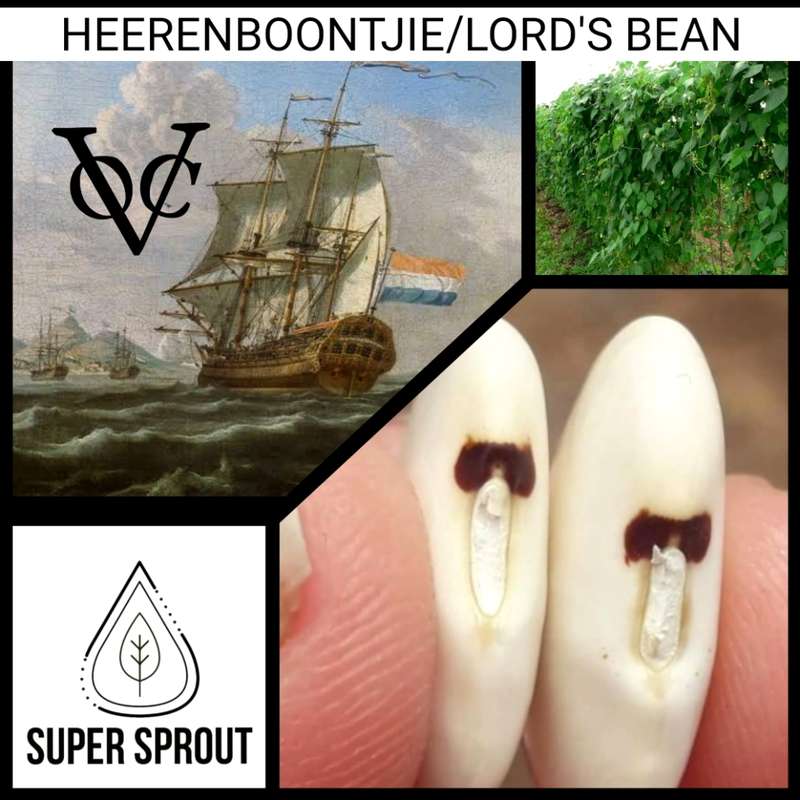 HEERENBONE / LORD`S BEAN x 5 organic seeds