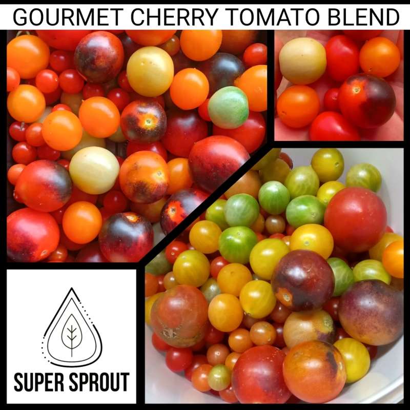 GOURMET CHERRY TOMATO BLEND x 50+ organic seeds