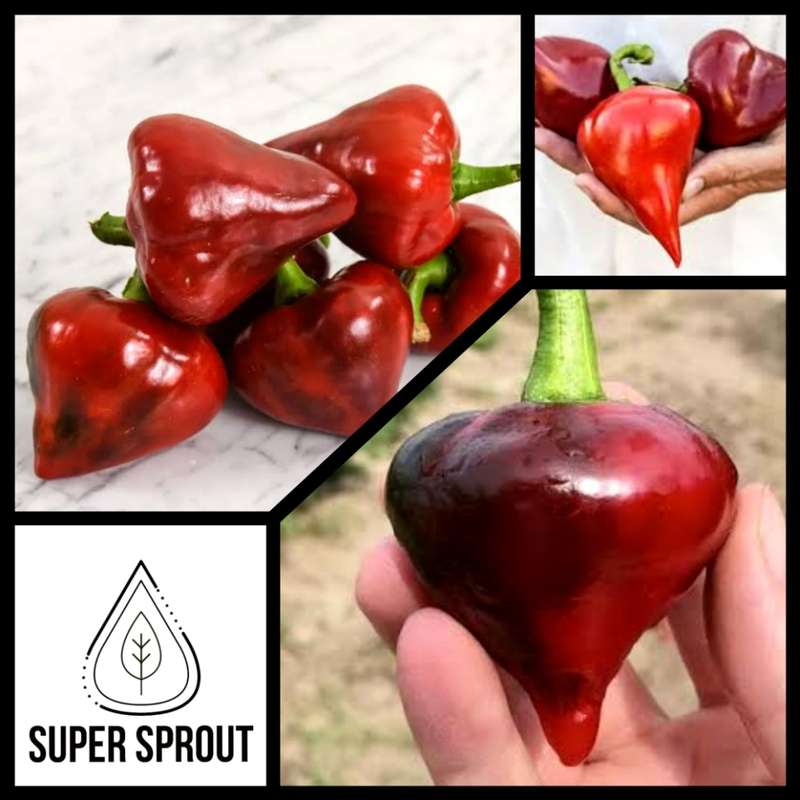 UKRAINIAN LESYA PEPPER x 10 organic seeds