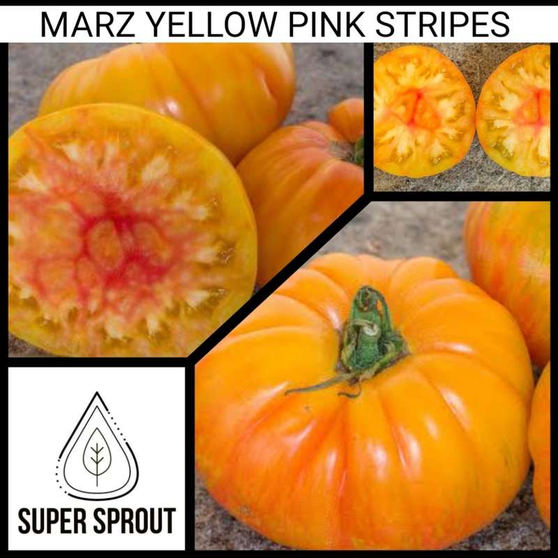 MARZ YELLOW PINK STRIPE x 15 organic seeds