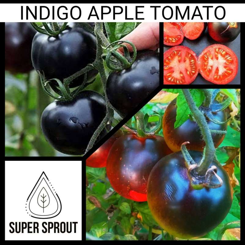 INDIGO APPLE TOMATO x 10 seeds