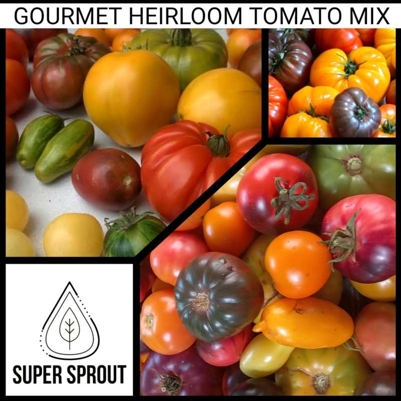 GOURMET HEIRLOOM TOMATO MIX x 25 organic seeds