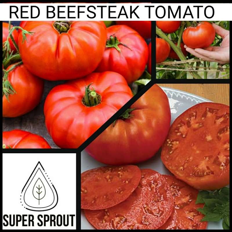 RED BEEFSTEAK TOMATO x 15+ seeds