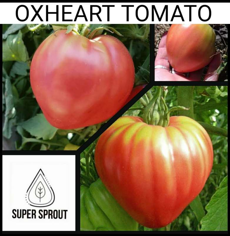OX HEART TOMATOES x 15+ seeds