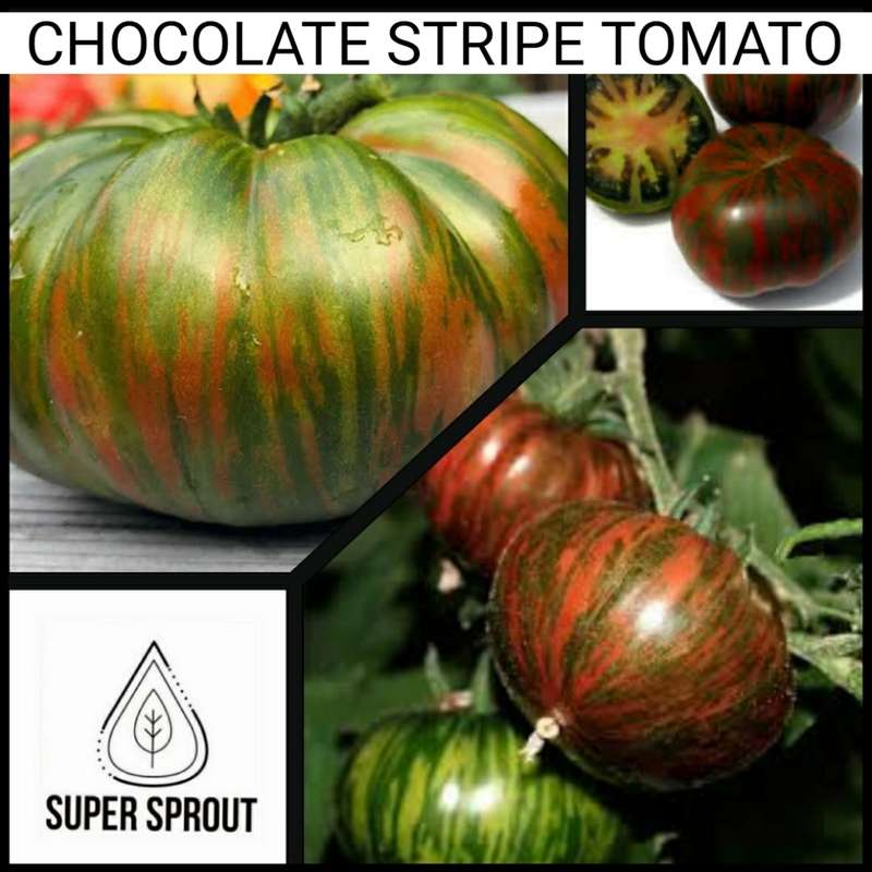 CHOCOLATE STRIPES TOMATO x 15+ seeds