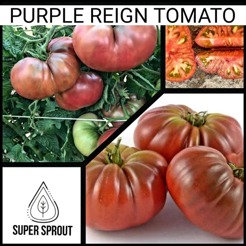PURPLE REIGN TOMATO  x 15+ seeds