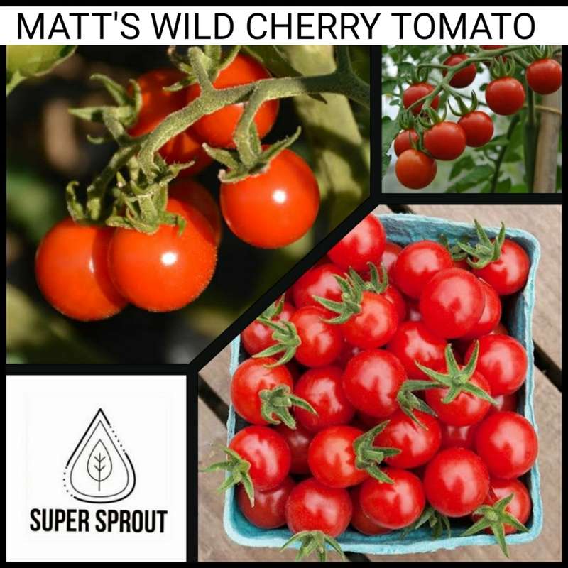 MATT`S WILD CHERRY TOMATOES x 15+ seeds