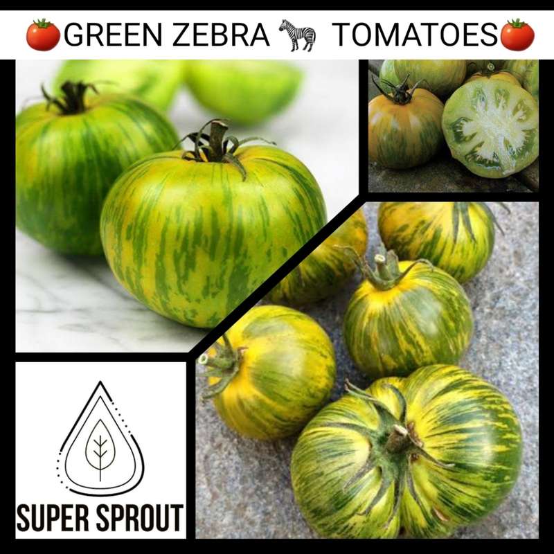 GREEN ZEBRA TOMATO x 15+ seeds