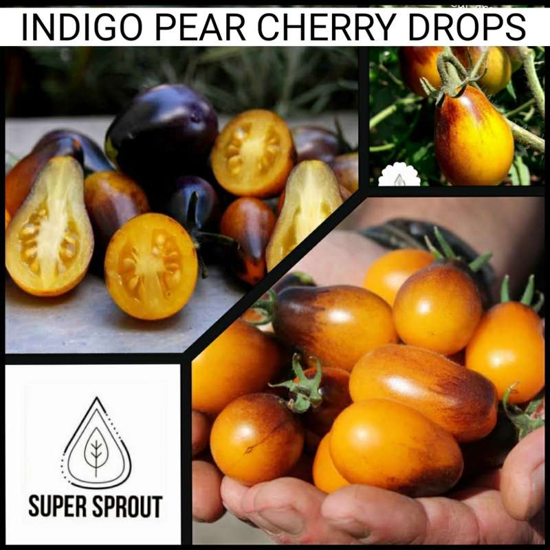 INDIGO PEAR DROPS x 15+ seeds