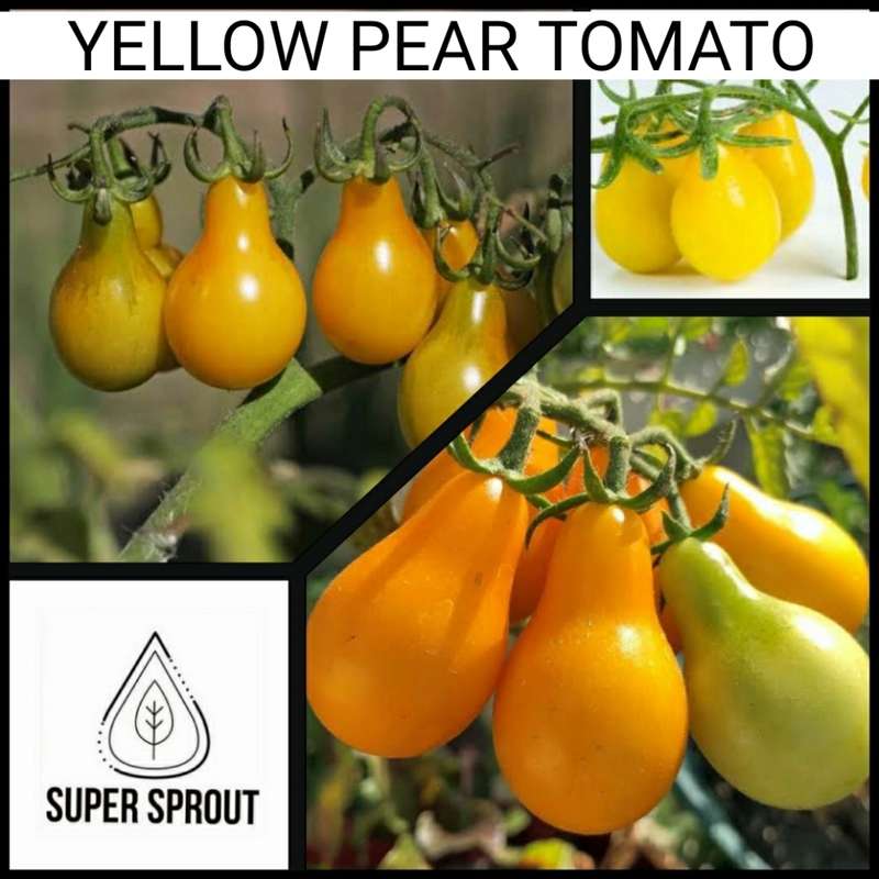 YELLOW PEAR TOMATOES  x 15+ seeds