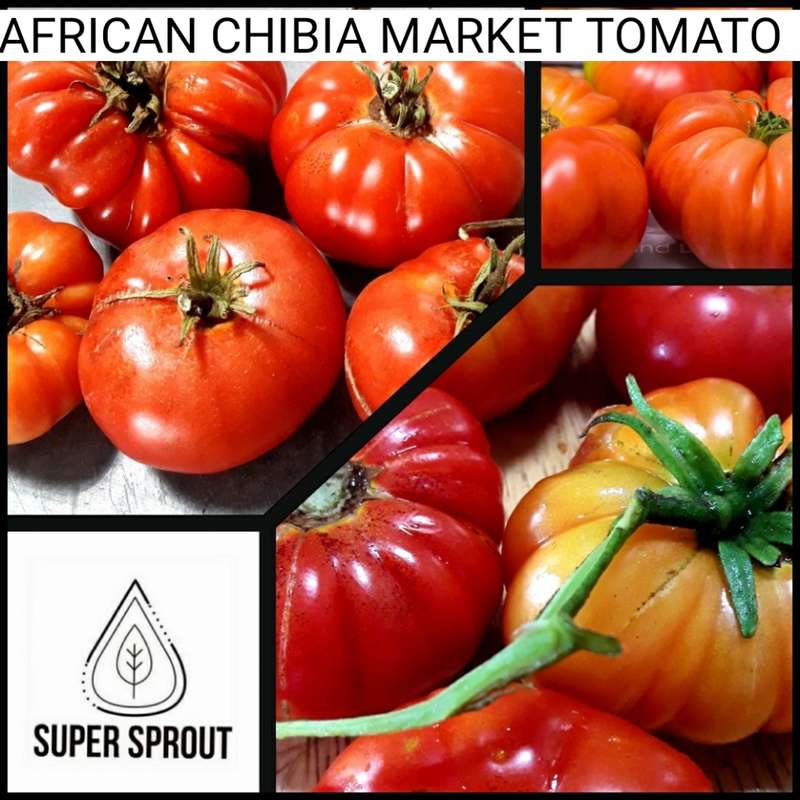 AFRICAN CHIBIA MARKET TOMATO x 15+ seeds