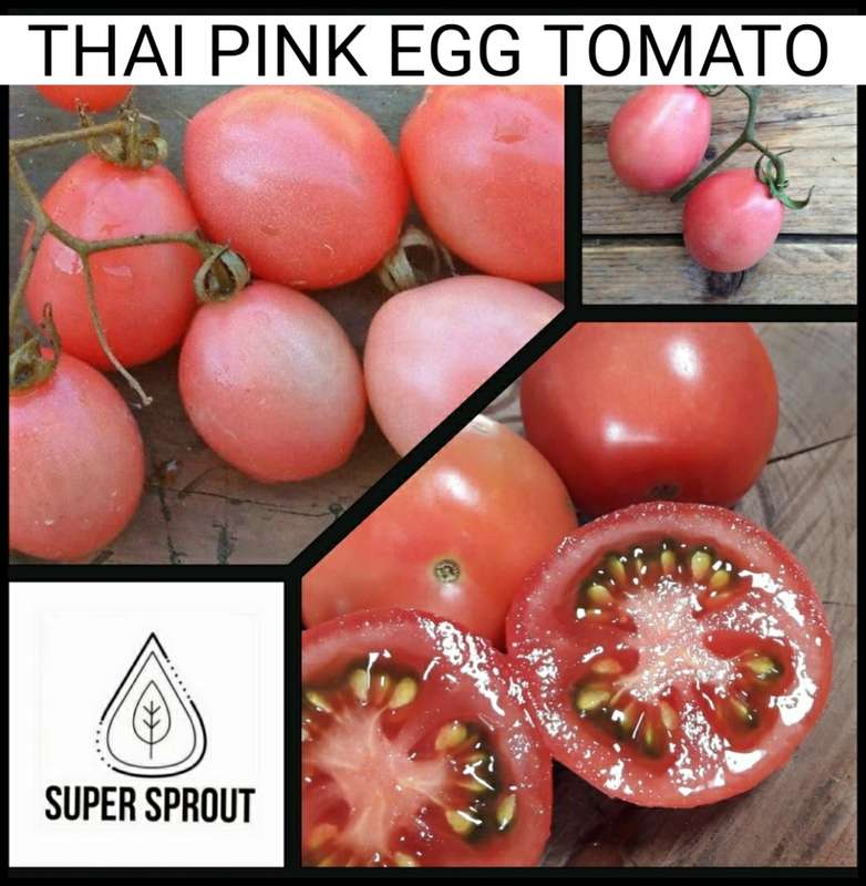 THAI PINK EGG TOMATO x 15+ seeds