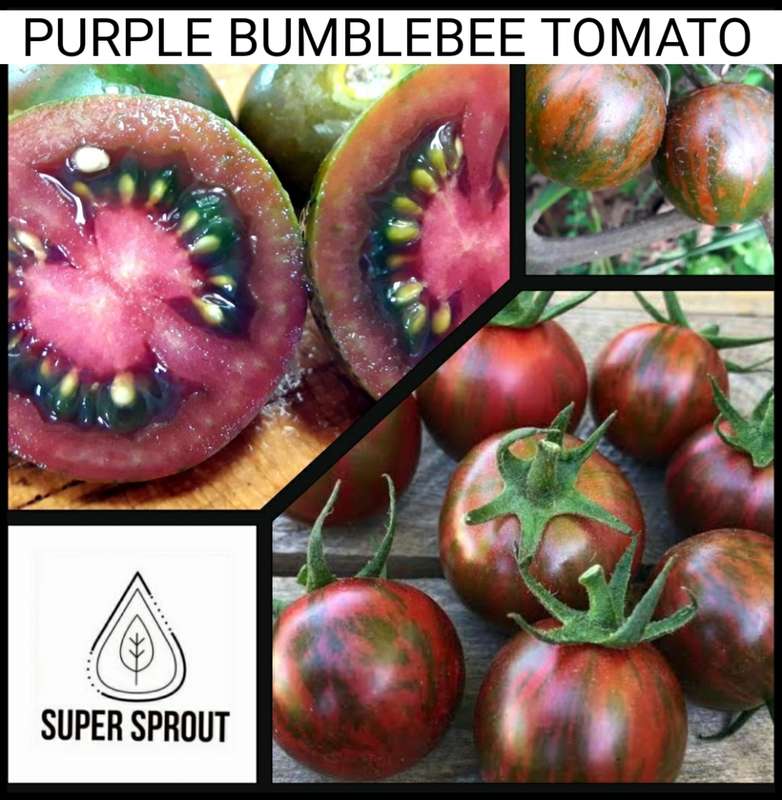 BUMBLE BEE PURPLE TOMATO x 15+ seeds