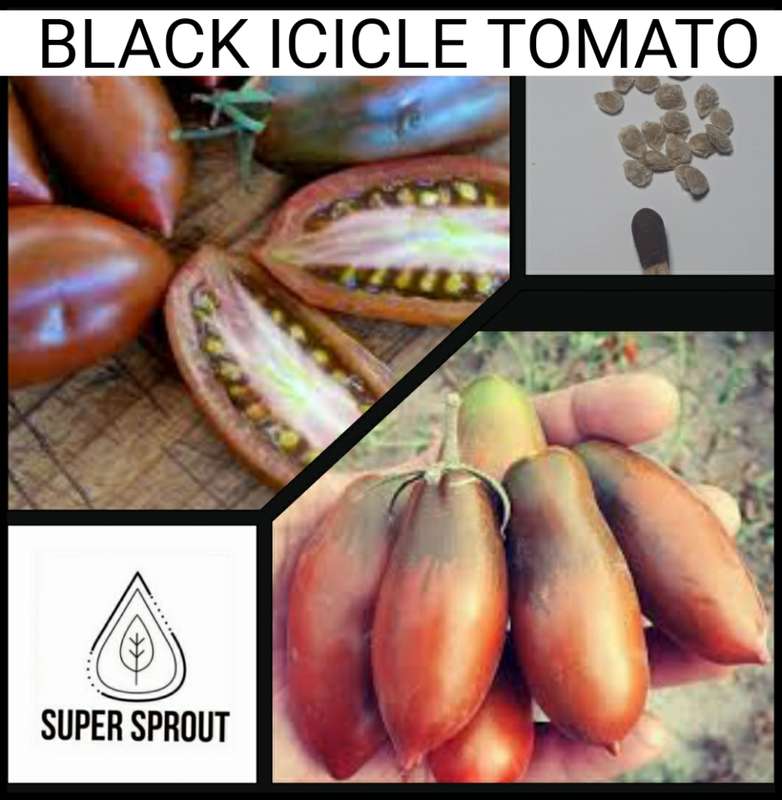 BLACK ICICLE TOMATO  x 15+ seeds