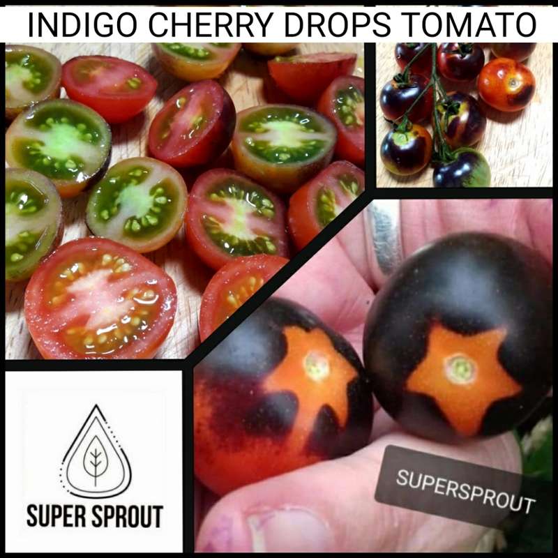 BLACK TOMATO COLLECTION PACK x 6 individually packed