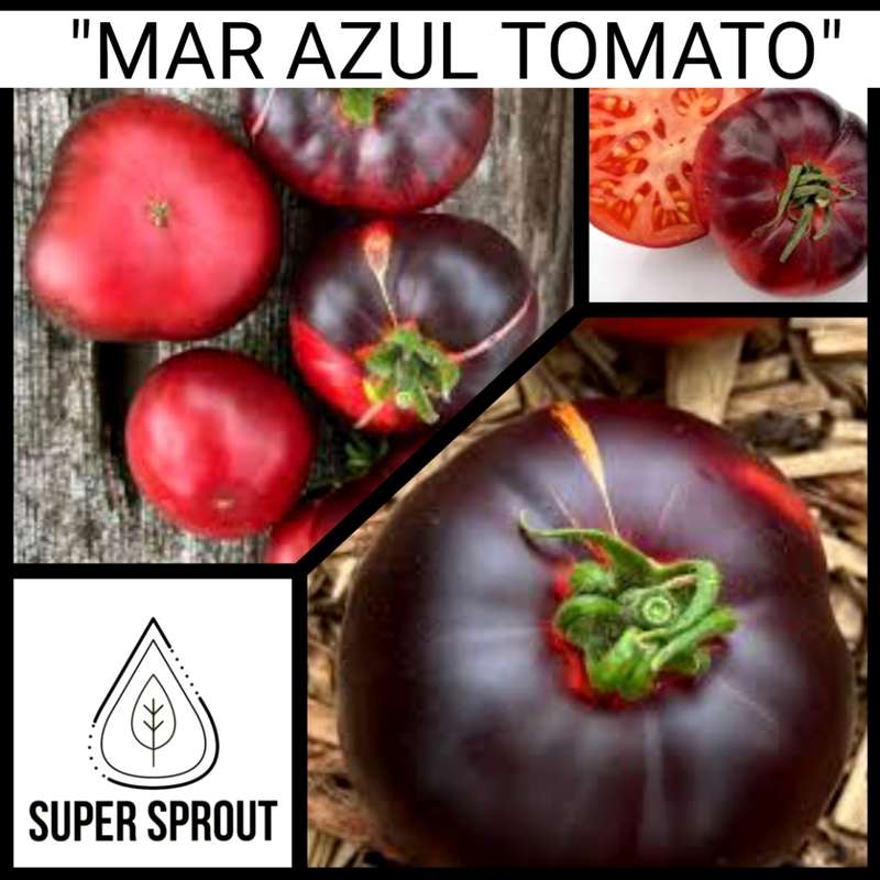 BLACK TOMATO COLLECTION PACK x 6 individually packed