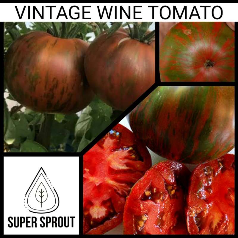 BIG BEEFSTEAK TOMATO COLLECTION PACK  x 6 individual packs