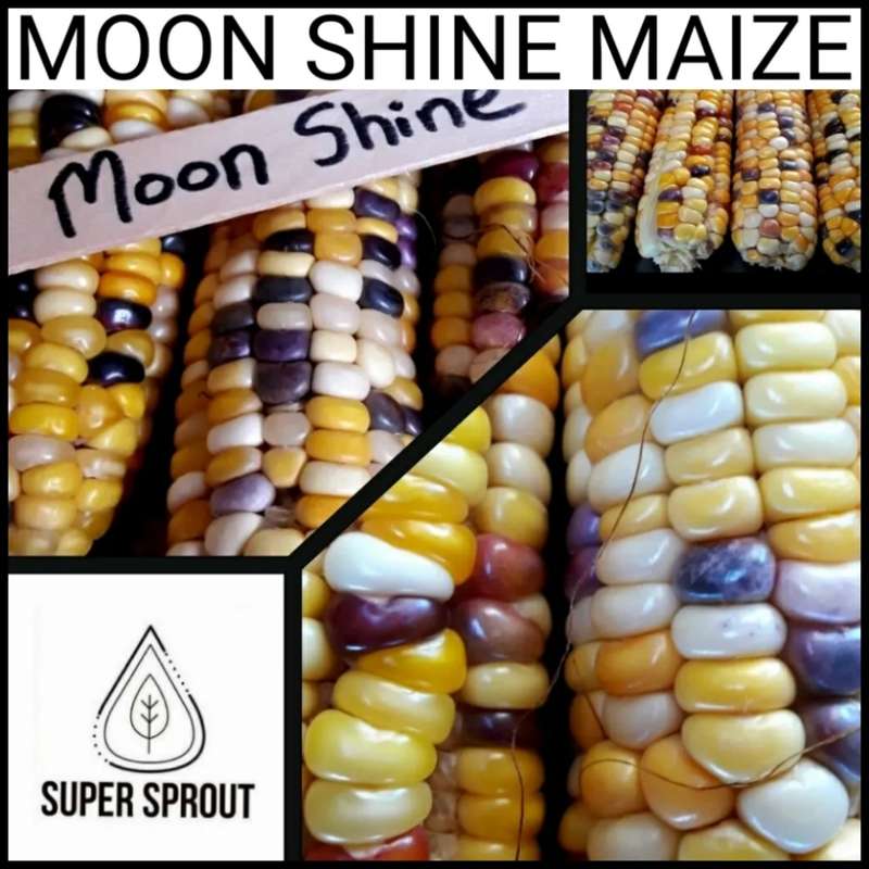 MAIZE COLLECTION PACK x 9 individual packs