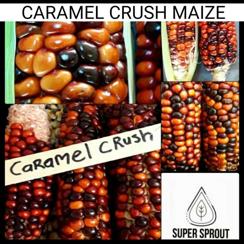 MAIZE COLLECTION PACK x 9 individual packs