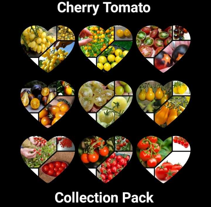Cherry tomato collection pack x 9 individual packs