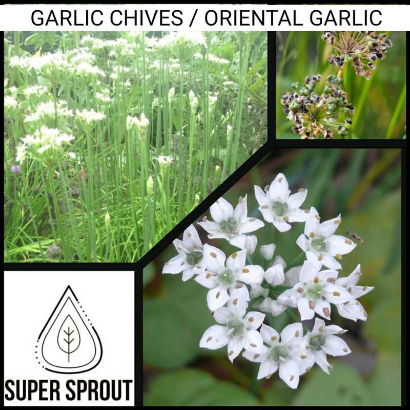 Garlic Chives × 10 organic seeds
