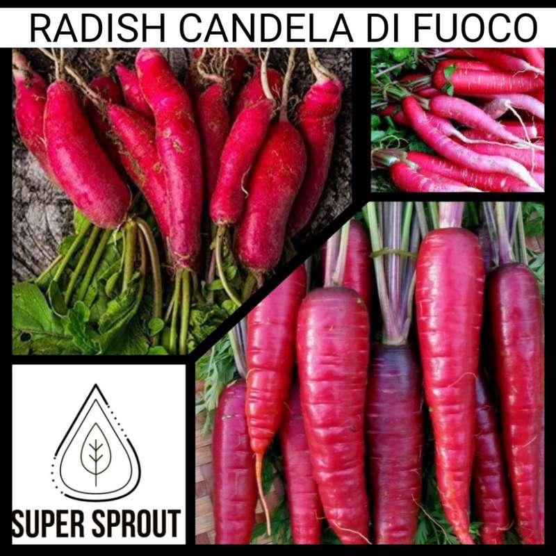 Radish - Candela Di Fuoco x 45+ organic seeds