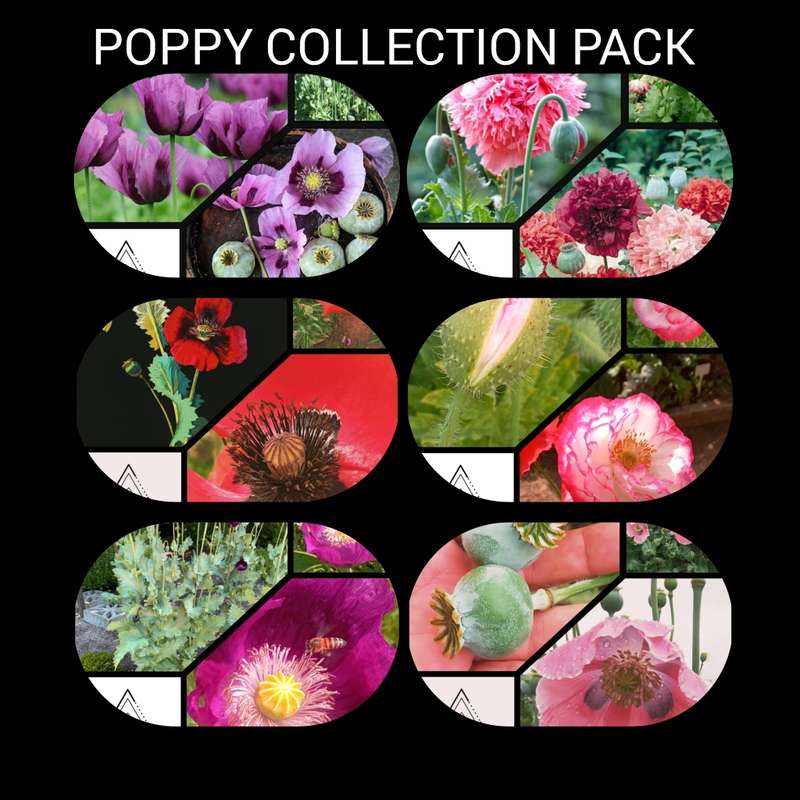 Poppy Collection Pack x 6 individual packs