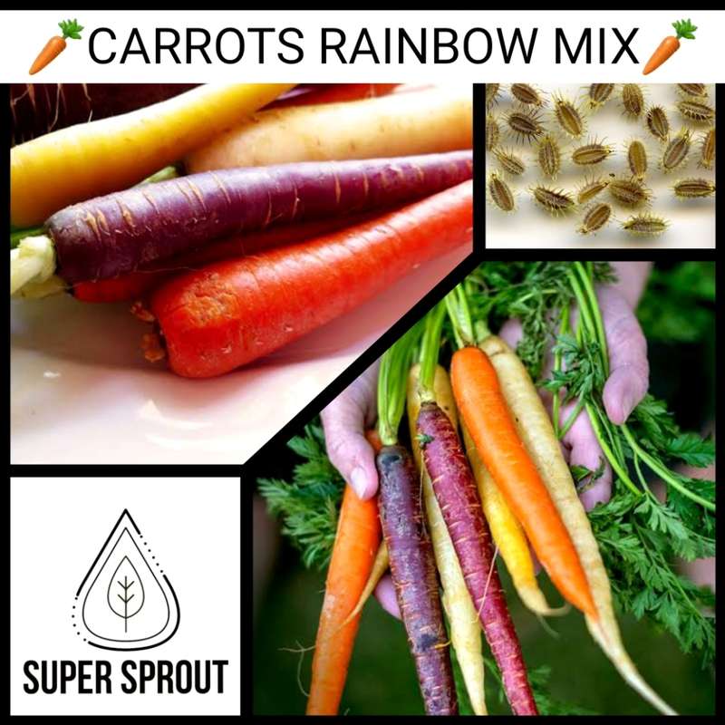Rainbow Collection Pack x 7 individual packs