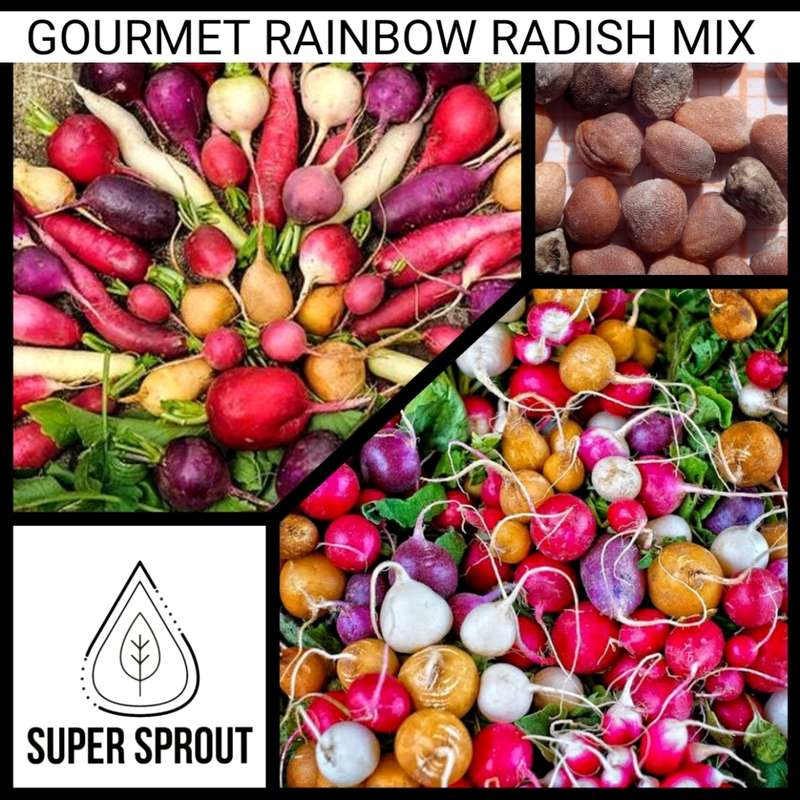 Rainbow Collection Pack x 7 individual packs