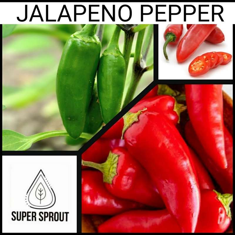 Sweet Pepper Collection Pack x 7 individual packs