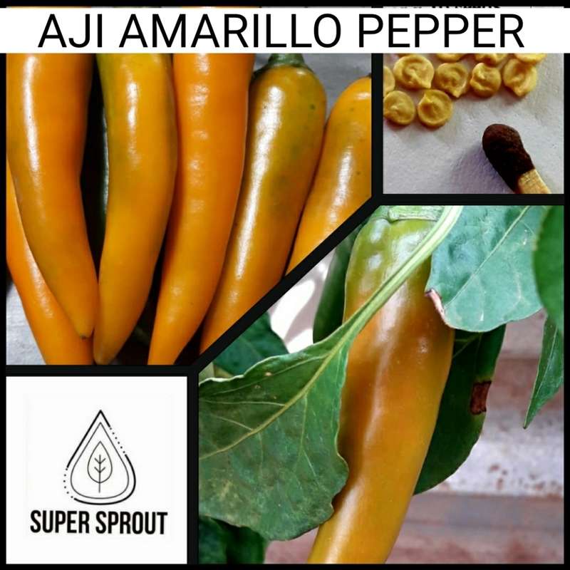 Exotic Chilli Collection Pack x 9 individual packs