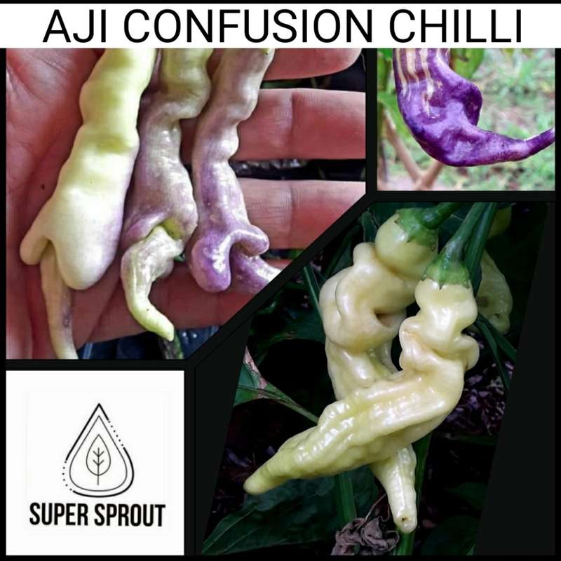 Exotic Chilli Collection Pack x 9 individual packs