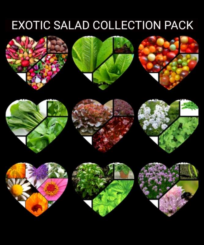 Exotic Salad Collection Pack x 9 individual packs