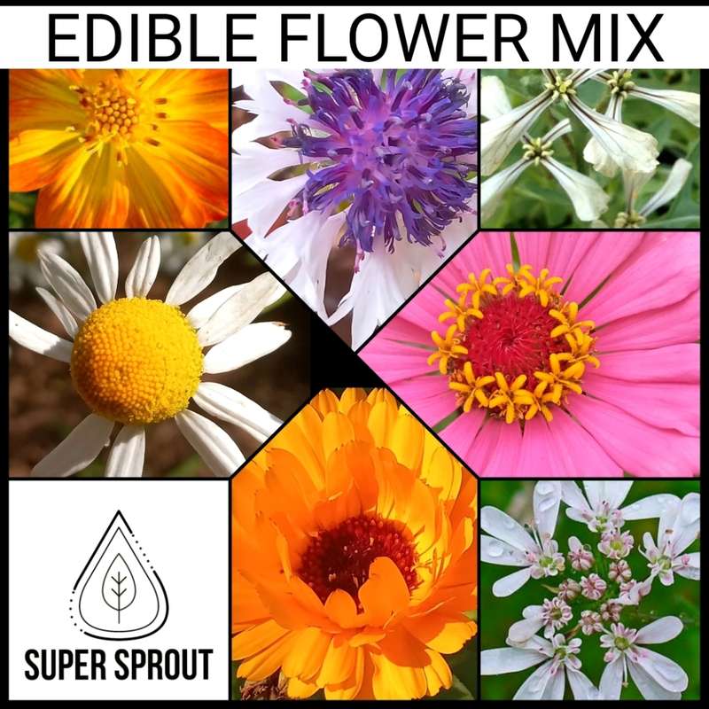 Exotic Salad Collection Pack x 9 individual packs