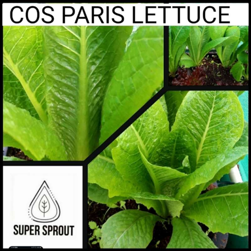 Exotic Salad Collection Pack x 9 individual packs