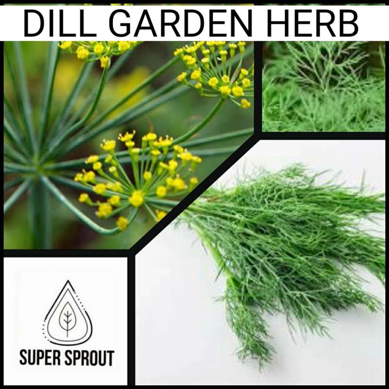 Dill x 50 seeds