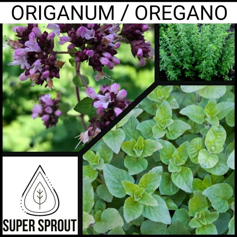 OREGANUM - ZA`ATER Lebanese Oregano, Ezof, Syrian Oregano x 25 seeds