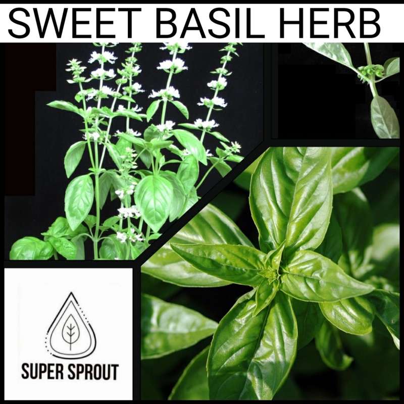 KAROO SWEET BASIL x 50+ seeds