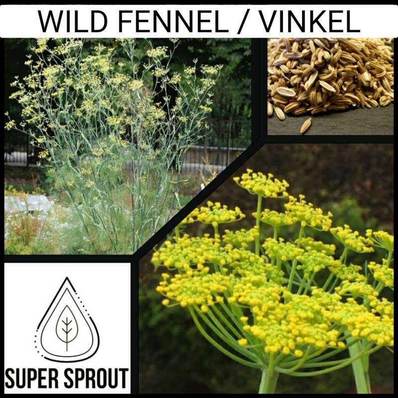 Wild Fennel x 25+ seeds