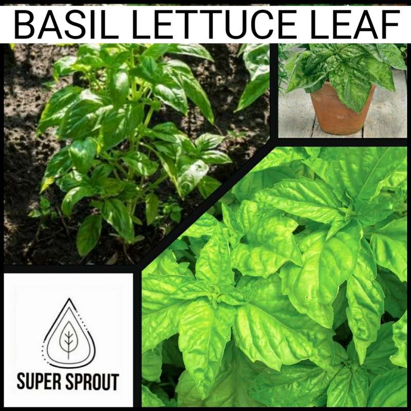 BASIL LETTUCE LEAF  x 50+ seeds