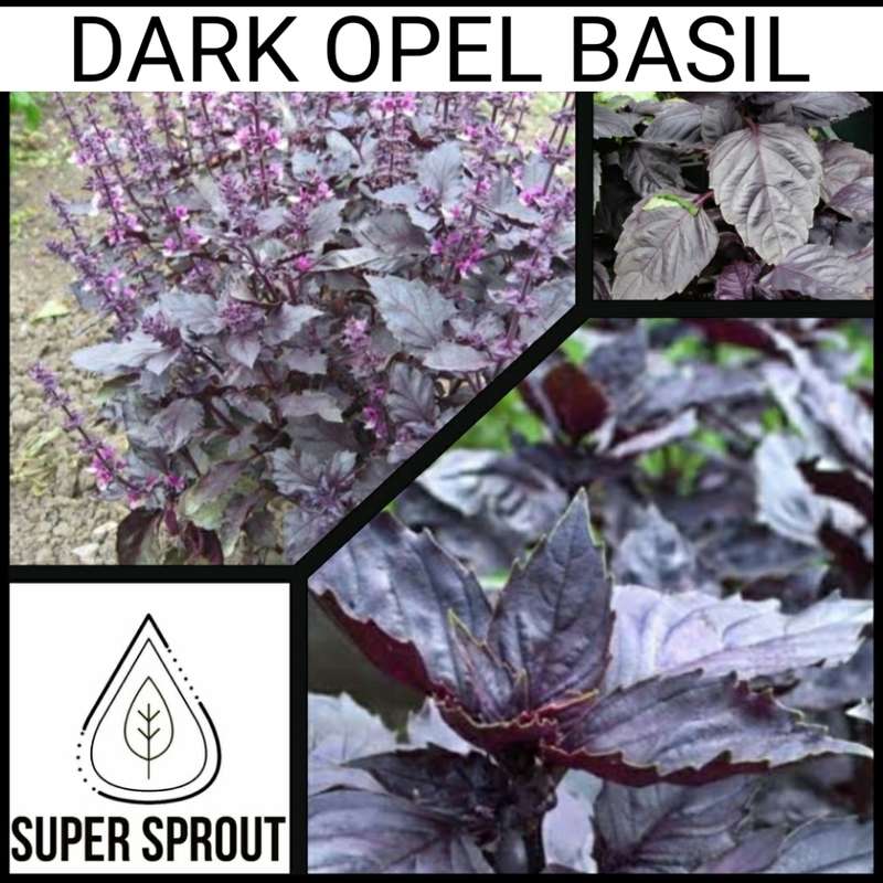 Dark Opel Basil x 25 seeds