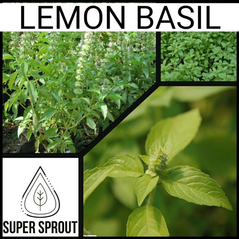 Lemon Basil x 10 seeds