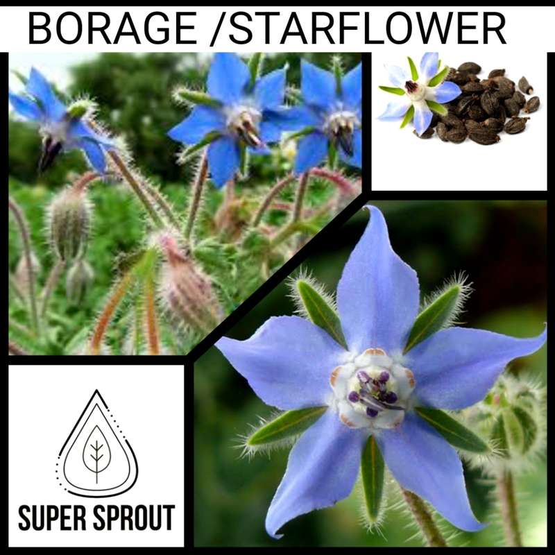 Borage x 10 seeds