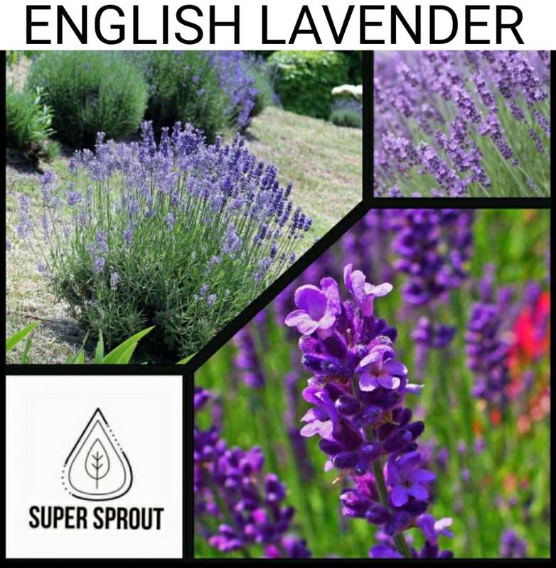 ENGLISH LAVENDER/Lavandula angustifolia x 25 seeds