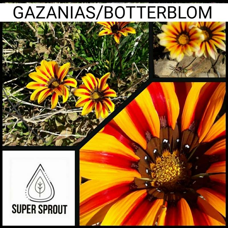GAZANIAS/ TREASURE FLOWER x 15 seeds
