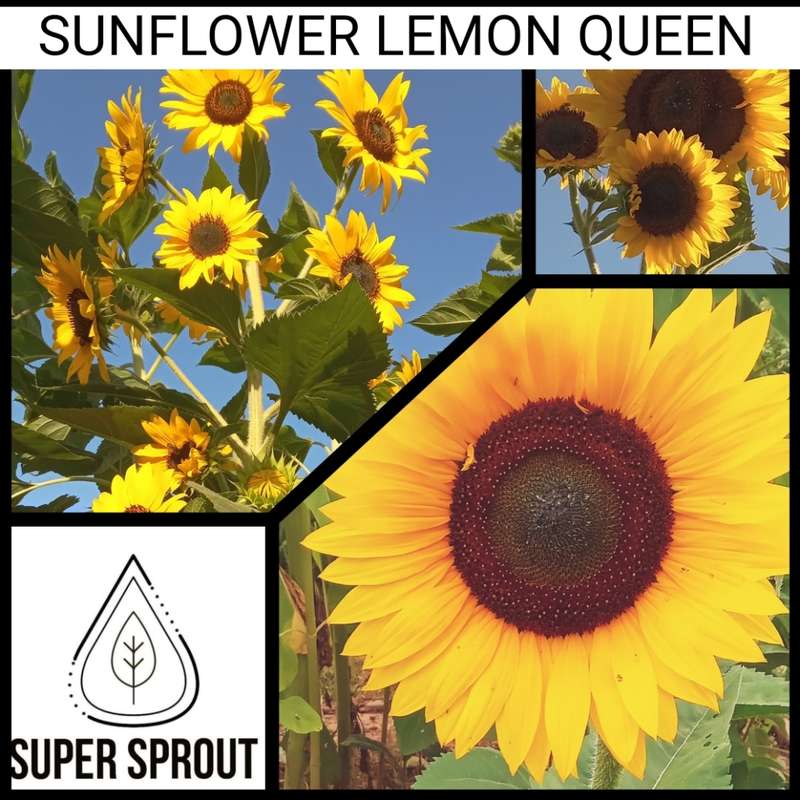 SUNFLOWER LEMON QUEEN x  25 seeds